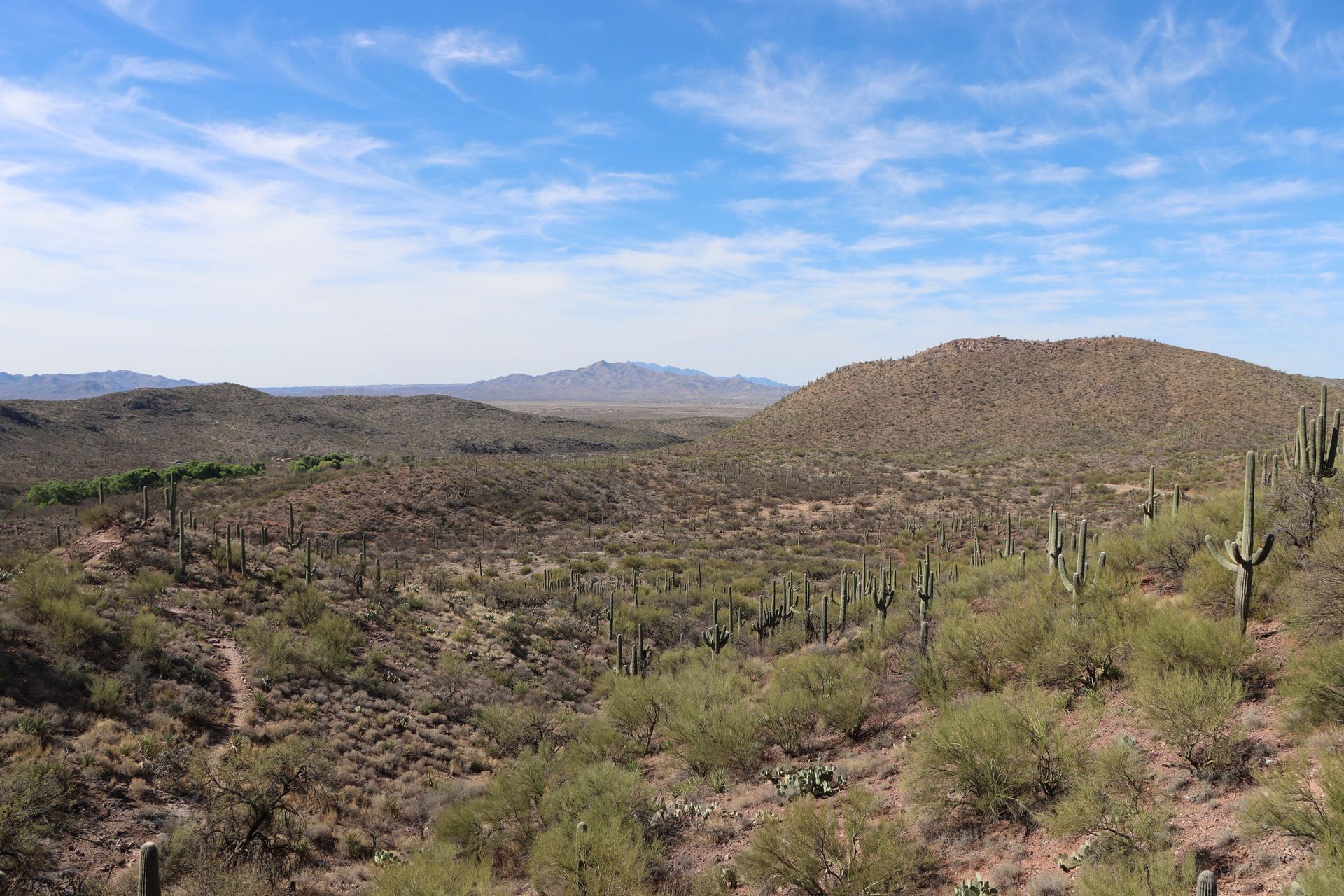 Sonoran Desert landscape with saguaro cacti near Buckeye Arizona
