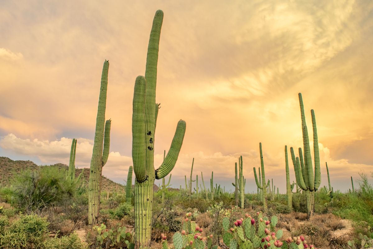 Saguaro cacti in the Sonoran Desert at sunset, Buckeye Arizona area